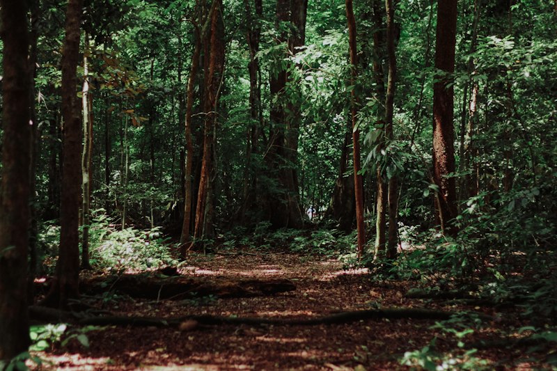 Ясеневые дрова в Дубне